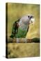 Cape Parrot on Branch-null-Stretched Canvas