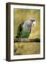 Cape Parrot on Branch-null-Framed Photographic Print