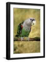 Cape Parrot on Branch-null-Framed Photographic Print