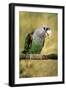 Cape Parrot on Branch-null-Framed Photographic Print