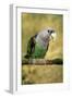 Cape Parrot on Branch-null-Framed Photographic Print