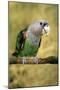 Cape Parrot on Branch-null-Mounted Photographic Print