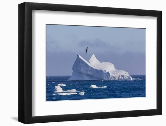 Cape Petrel Flying over Iceberg Near Coronation Island, South Orkney Islands, Antarctica-Michael Nolan-Framed Photographic Print