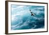 Cape Petrel - Pintado Petrel in Flight South Georgia-Renato Granieri-Framed Photographic Print