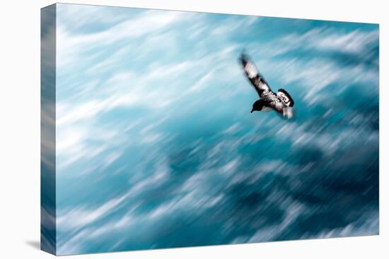 Cape Petrel - Pintado Petrel in Flight South Georgia-Renato Granieri-Stretched Canvas