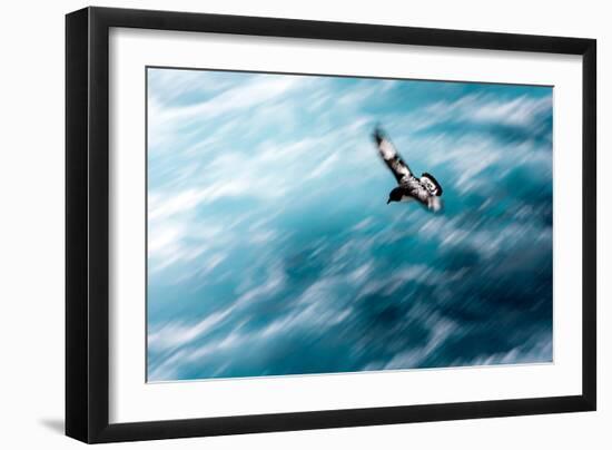 Cape Petrel - Pintado Petrel in Flight South Georgia-Renato Granieri-Framed Photographic Print