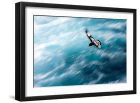 Cape Petrel - Pintado Petrel in Flight South Georgia-Renato Granieri-Framed Photographic Print