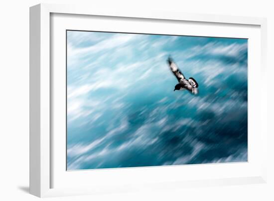 Cape Petrel - Pintado Petrel in Flight South Georgia-Renato Granieri-Framed Photographic Print