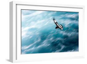 Cape Petrel - Pintado Petrel in Flight South Georgia-Renato Granieri-Framed Photographic Print