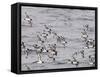 Cape Petrels (Daption Capense), Antarctica, Polar Regions-Sergio Pitamitz-Framed Stretched Canvas