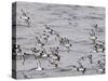 Cape Petrels (Daption Capense), Antarctica, Polar Regions-Sergio Pitamitz-Stretched Canvas