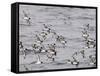 Cape Petrels (Daption Capense), Antarctica, Polar Regions-Sergio Pitamitz-Framed Stretched Canvas