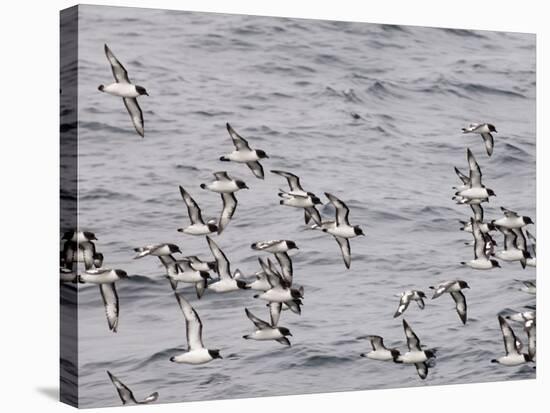 Cape Petrels (Daption Capense), Antarctica, Polar Regions-Sergio Pitamitz-Stretched Canvas