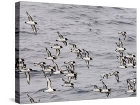 Cape Petrels (Daption Capense), Antarctica, Polar Regions-Sergio Pitamitz-Stretched Canvas