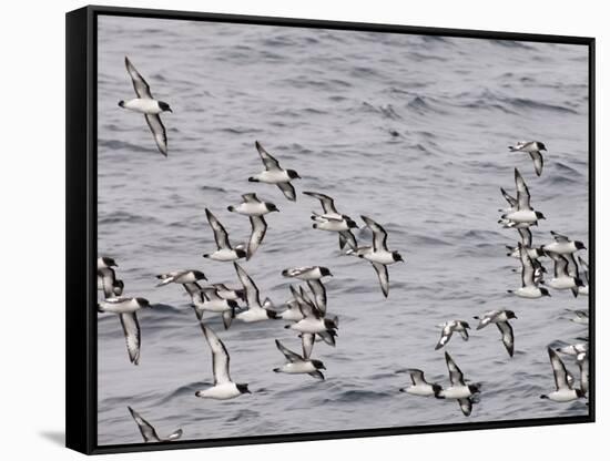 Cape Petrels (Daption Capense), Antarctica, Polar Regions-Sergio Pitamitz-Framed Stretched Canvas