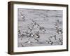 Cape Petrels (Daption Capense), Antarctica, Polar Regions-Sergio Pitamitz-Framed Photographic Print