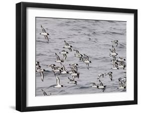 Cape Petrels (Daption Capense), Antarctica, Polar Regions-Sergio Pitamitz-Framed Photographic Print