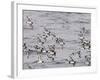 Cape Petrels (Daption Capense), Antarctica, Polar Regions-Sergio Pitamitz-Framed Photographic Print