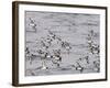 Cape Petrels (Daption Capense), Antarctica, Polar Regions-Sergio Pitamitz-Framed Photographic Print