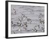 Cape Petrels (Daption Capense), Antarctica, Polar Regions-Sergio Pitamitz-Framed Photographic Print