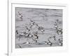 Cape Petrels (Daption Capense), Antarctica, Polar Regions-Sergio Pitamitz-Framed Photographic Print