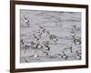 Cape Petrels (Daption Capense), Antarctica, Polar Regions-Sergio Pitamitz-Framed Photographic Print