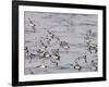 Cape Petrels (Daption Capense), Antarctica, Polar Regions-Sergio Pitamitz-Framed Photographic Print