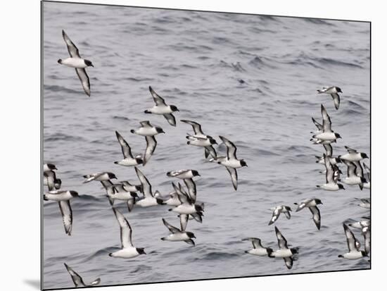 Cape Petrels (Daption Capense), Antarctica, Polar Regions-Sergio Pitamitz-Mounted Photographic Print