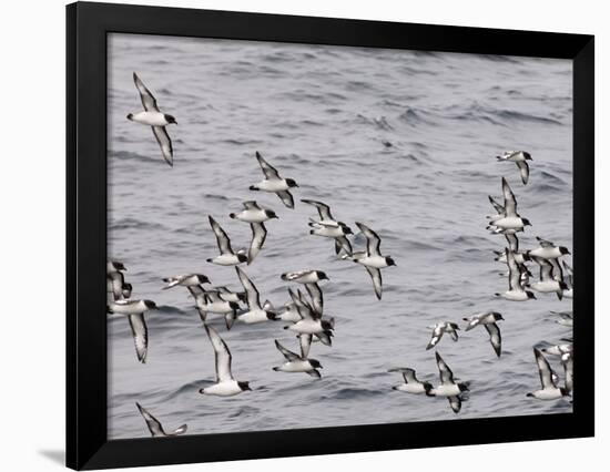 Cape Petrels (Daption Capense), Antarctica, Polar Regions-Sergio Pitamitz-Framed Photographic Print