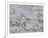 Cape Petrels (Daption Capense), Antarctica, Polar Regions-Sergio Pitamitz-Framed Photographic Print