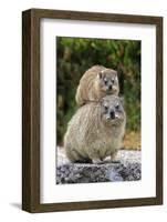 Cape Rock Hyrax (Procavia capensis) adult female with young, resting on back, Western Cape-Jurgen & Christine Sohns-Framed Photographic Print