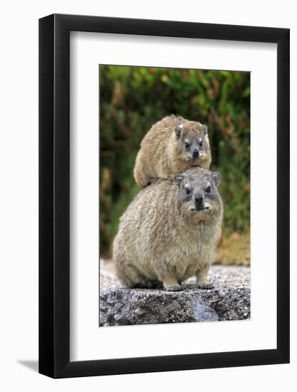 Cape Rock Hyrax (Procavia capensis) adult female with young, resting on back, Western Cape-Jurgen & Christine Sohns-Framed Photographic Print