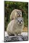 Cape Rock Hyrax (Procavia capensis) adult female with young, resting on back, Western Cape-Jurgen & Christine Sohns-Mounted Photographic Print