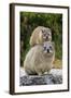 Cape Rock Hyrax (Procavia capensis) adult female with young, resting on back, Western Cape-Jurgen & Christine Sohns-Framed Photographic Print