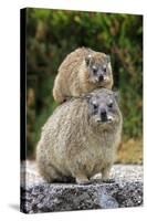 Cape Rock Hyrax (Procavia capensis) adult female with young, resting on back, Western Cape-Jurgen & Christine Sohns-Stretched Canvas