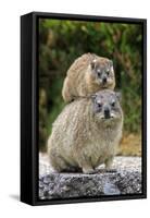 Cape Rock Hyrax (Procavia capensis) adult female with young, resting on back, Western Cape-Jurgen & Christine Sohns-Framed Stretched Canvas