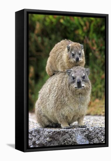 Cape Rock Hyrax (Procavia capensis) adult female with young, resting on back, Western Cape-Jurgen & Christine Sohns-Framed Stretched Canvas