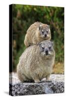 Cape Rock Hyrax (Procavia capensis) adult female with young, resting on back, Western Cape-Jurgen & Christine Sohns-Stretched Canvas