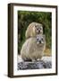 Cape Rock Hyrax (Procavia capensis) adult female with young, resting on back, Western Cape-Jurgen & Christine Sohns-Framed Photographic Print