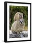 Cape Rock Hyrax (Procavia capensis) adult female with young, resting on back, Western Cape-Jurgen & Christine Sohns-Framed Photographic Print