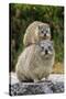 Cape Rock Hyrax (Procavia capensis) adult female with young, resting on back, Western Cape-Jurgen & Christine Sohns-Stretched Canvas