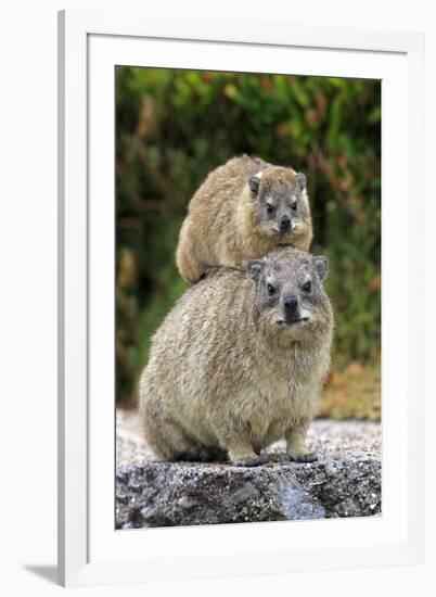 Cape Rock Hyrax (Procavia capensis) adult female with young, resting on back, Western Cape-Jurgen & Christine Sohns-Framed Photographic Print