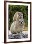 Cape Rock Hyrax (Procavia capensis) adult female with young, resting on back, Western Cape-Jurgen & Christine Sohns-Framed Photographic Print