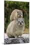 Cape Rock Hyrax (Procavia capensis) adult female with young, resting on back, Western Cape-Jurgen & Christine Sohns-Mounted Photographic Print