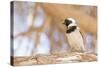 Cape Sparrow (Passer Melanurus)-Micha Klootwijk-Stretched Canvas