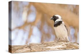 Cape Sparrow (Passer Melanurus)-Micha Klootwijk-Stretched Canvas