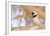 Cape Sparrow (Passer Melanurus)-Micha Klootwijk-Framed Photographic Print