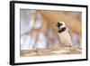 Cape Sparrow (Passer Melanurus)-Micha Klootwijk-Framed Photographic Print