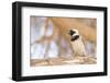 Cape Sparrow (Passer Melanurus)-Micha Klootwijk-Framed Photographic Print