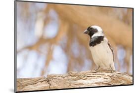 Cape Sparrow (Passer Melanurus)-Micha Klootwijk-Mounted Photographic Print